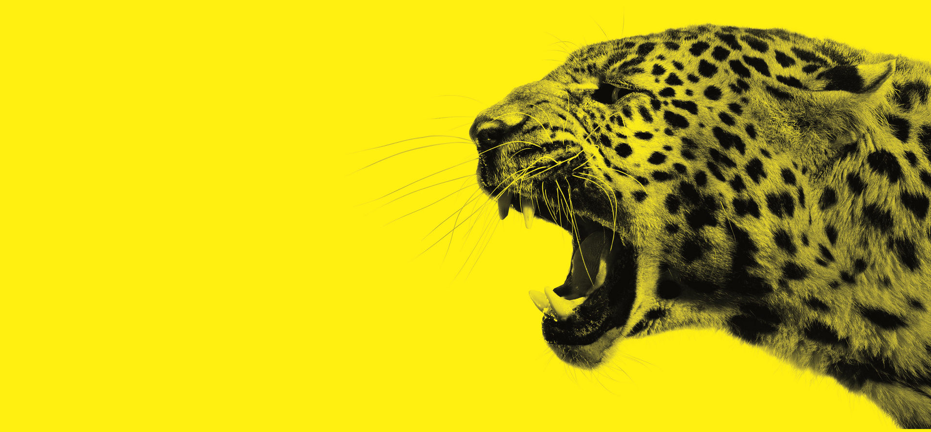 Locarno Film Festival in Istanbul